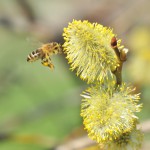 14 Saule Marsault excellent pollen signe le début de la saison apicole.