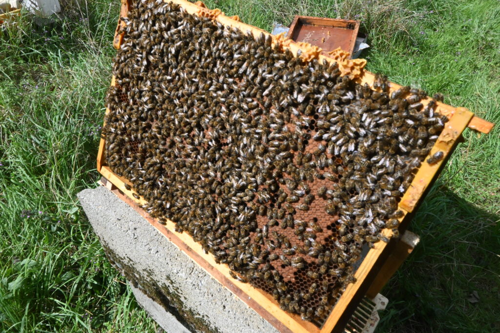 Septembre la surveillance du couvain s’impose