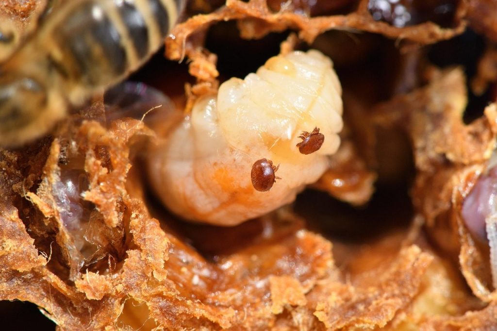varroa, mite, varroa destructor, honeybee, bee, insect, parasite, nature, virus, beekeeper, beekeeping, beehive, macro, varroa, varroa, varroa, varroa, varroa, varroa destructor